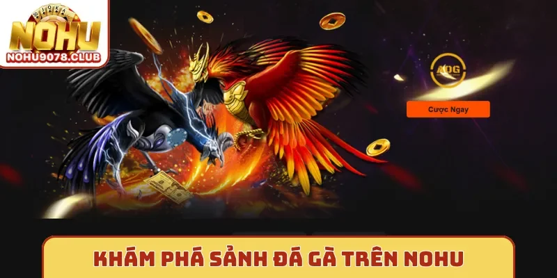 Khám phá sảnh đá gà trên Nohu